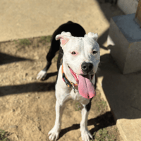 LANA, chienne à adopter