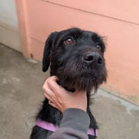 PERLE, chienne à adopter