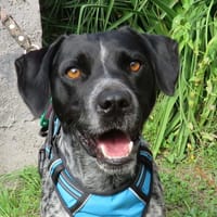 BRAKO, chien à adopter