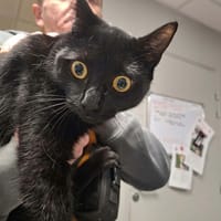 POMPON, chat à adopter