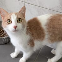 GERMAINE, chatte à adopter