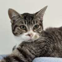MARGARITA, chatte à adopter