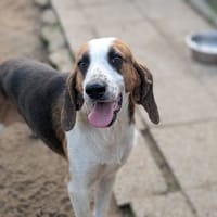 RAYLEY, chien à adopter