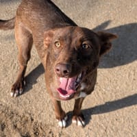 ASTON, chien à adopter