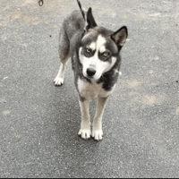 Smarties, chien à adopter