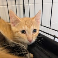 MITCH, chat à adopter