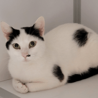 CALINE, chatte à adopter