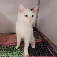 ATLAS, chat à adopter