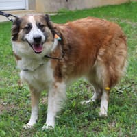 PERLE, chienne à adopter