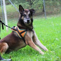 VOLT, chien à adopter
