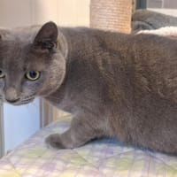 GRISOU, chat à adopter