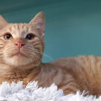 Accio, chat à adopter