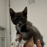 RIDEAU C, chatte à adopter