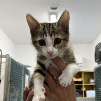 ACTE C, chatte à adopter