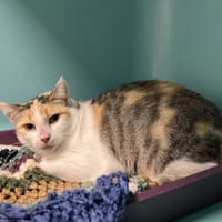 Loumia, chatte à adopter