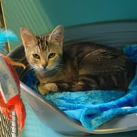 Feelow, chatte à adopter