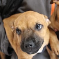 EDISON, chien à adopter