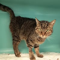 LUNA C, chatte à adopter