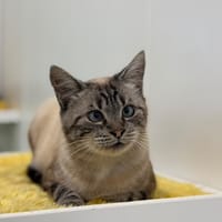 BOUTON D OR, chat à adopter