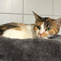 NALA, chatte à adopter