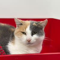 BAIKA, chatte à adopter