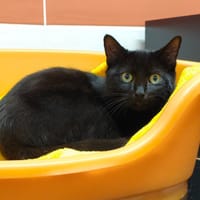 DJANGO, chat à adopter