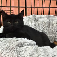 HOLY, chat à adopter