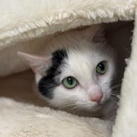BRONX, chat à adopter