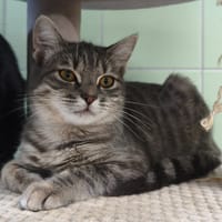 Cleopatre, chatte à adopter