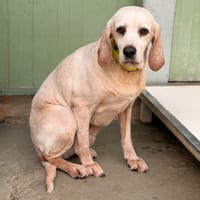 Baiko CAA15964, chien à adopter