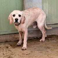 Bowie CAA15580, chien à adopter