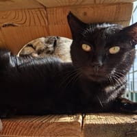 BOGOTA QCT, chatte à adopter