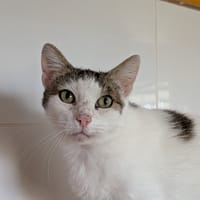 Petite Fleur, chatte à adopter