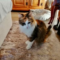 MIMI, chatte à adopter