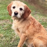 Brook CAA15602, chien à adopter