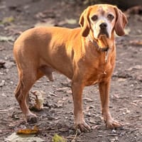 Bip CAA15608, chien à adopter