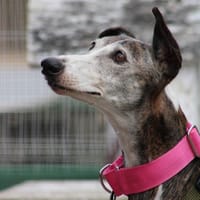 Penelope, chienne à adopter