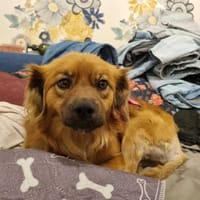 Merida, suczka do adopcji