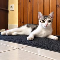 Nyx, chatte à adopter