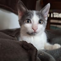 Bambou, chatte à adopter