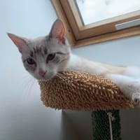 Tsuki, chatte à adopter