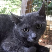 Grison, chat à adopter