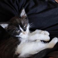 CALINE, chatte à adopter