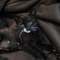 RAMSES, chat à adopter