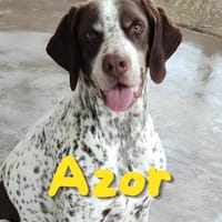 Azor, chien à adopter