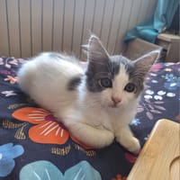 Mistinguette, chatte à adopter