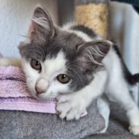 PIKA, chatte à adopter