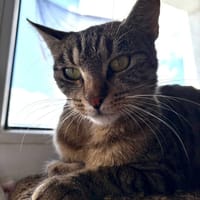 Zefirka, kotka do adopcji