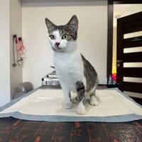 Salsa, kotka do adopcji