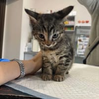 Rumba, kotka do adopcji